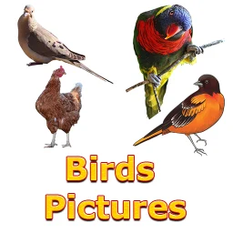 Birds Names with Pictures simgesi